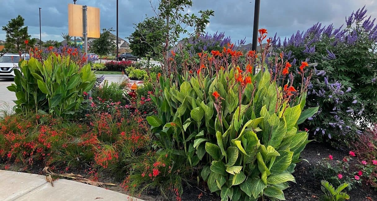 A dense commercial bed of cannas and flowering perennials beside a public walkway.