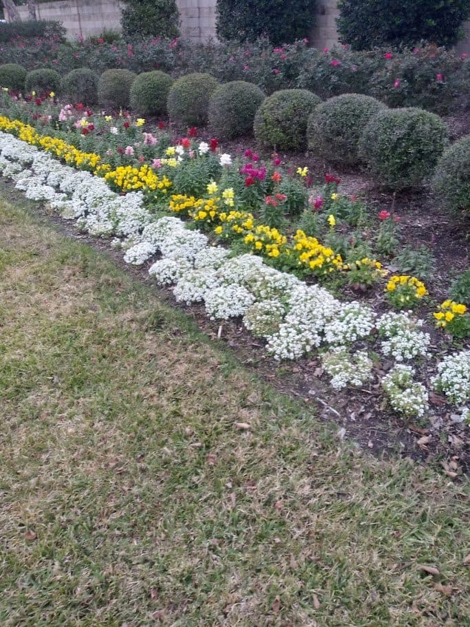 A long ribbon border of white, yellow and pink annuals edged by clipped boxwood.