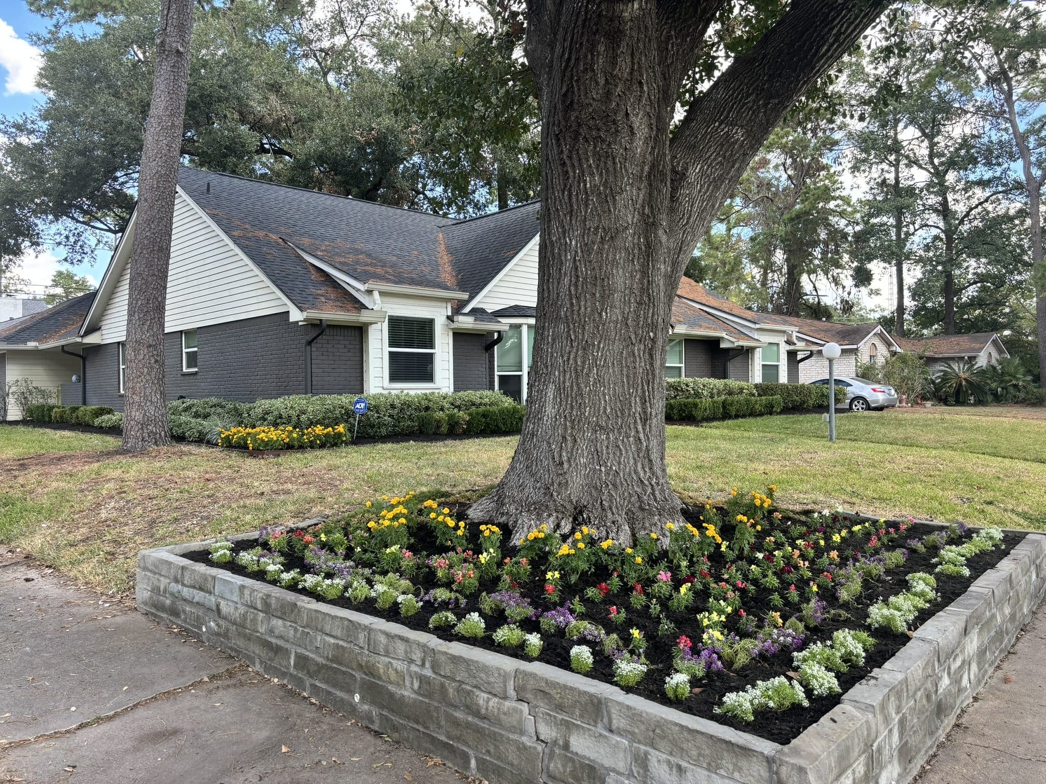 A stone-edged raised bed around a mature oak, planted with rows of seasonal annuals in front of a Houston home.