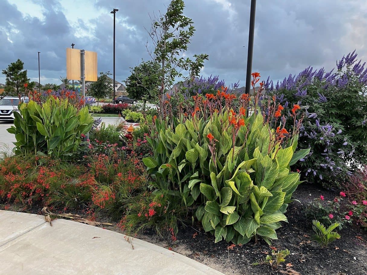 A dense commercial streetscape border of cannas, salvia and seasonal colour along a parking edge.